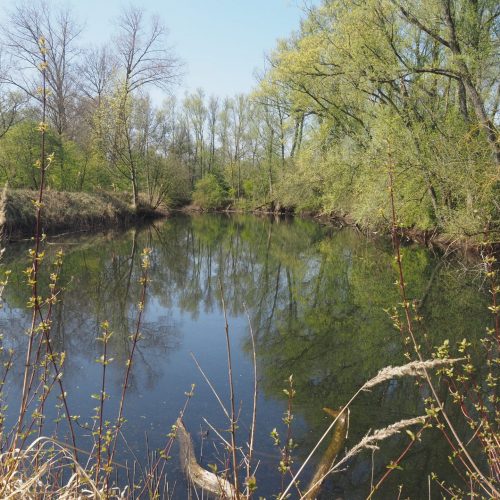 Veranstaltungsbild zu NABU-Treff „Exkursion zu den Moeidtjes“