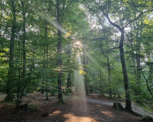 Bild zu Veranstaltung Spurensuche mit allen Sinnen