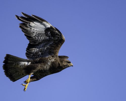 Bild zu Veranstaltung Was fliegt denn da? Vogelforscher werden