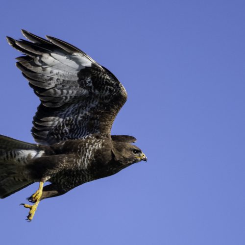 Veranstaltungsbild zu Was fliegt denn da? Vogelforscher werden