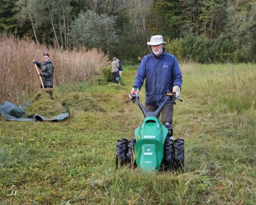 Bild zu Veranstaltung Mitmachaktion: Orchideenwiesenmahd im Kranenburger Bruch